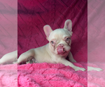 Small #5 French Bulldog