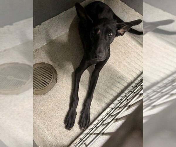 Medium Photo #1 German Shepherd Dog-Great Dane Mix Puppy For Sale in Tallahassee, FL, USA