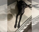 Small German Shepherd Dog-Great Dane Mix