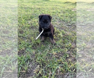 German Shepherd Dog Puppy for sale in DILLON, SC, USA
