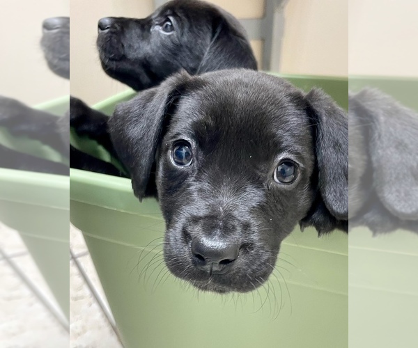 Medium Photo #1 Labrador Retriever-Unknown Mix Puppy For Sale in CLINTON, SC, USA