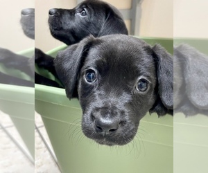 Labrador Retriever-Unknown Mix Dogs for adoption in CLINTON, SC, USA