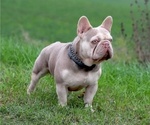 Small Photo #12 French Bulldog Puppy For Sale in GREENPORT, NY, USA
