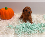 Puppy Milo Poodle (Toy)