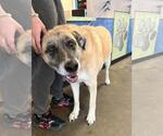 Small #2 Mastiff Mix
