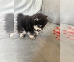 Small #4 Pomeranian