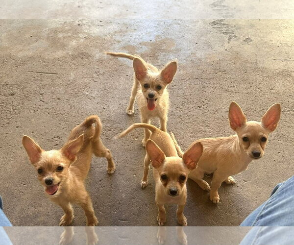 Medium Photo #3 Chi-Poo (Miniature) Puppy For Sale in Phoenix, AZ, USA