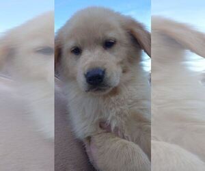 German Shepherd Dog-Golden Retriever Mix Puppy for sale in MODESTO, CA, USA