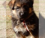 Small Photo #15 German Shepherd Dog Puppy For Sale in FOREST GROVE, OR, USA