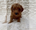 Puppy Leo Goldendoodle (Miniature)