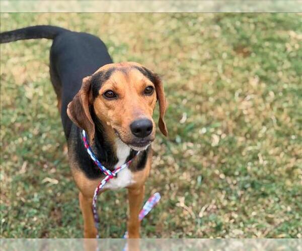 Medium Photo #1 Black and Tan Coonhound-German Shepherd Dog Mix Puppy For Sale in Tulsa, OK, USA