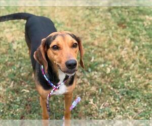 Black and Tan Coonhound-German Shepherd Dog Mix Dogs for adoption in Tulsa, OK, USA