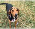 Small Black and Tan Coonhound-German Shepherd Dog Mix