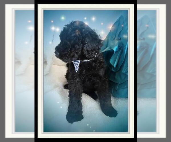Medium Photo #6 Sheepadoodle Puppy For Sale in RIALTO, CA, USA