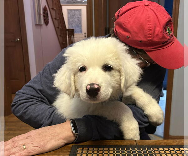 Medium Photo #1 Great Pyrenees Puppy For Sale in Wheaton, IL, USA