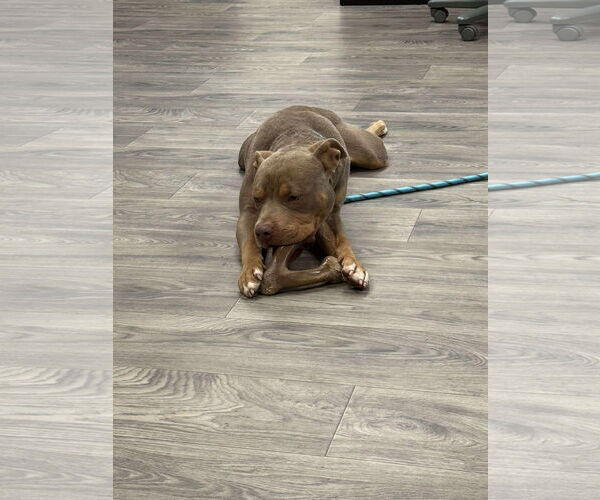 Medium Photo #5 American Pit Bull Terrier-American Staffordshire Terrier Mix Puppy For Sale in Duluth, MN, USA
