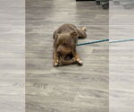 Small #4 American Pit Bull Terrier-American Staffordshire Terrier Mix