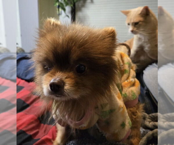 Medium Photo #1 Pomeranian Puppy For Sale in Lakewood, CO, USA