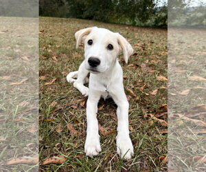 Sunny - Male Golden Labrador Dog for Adoption - Photo #2