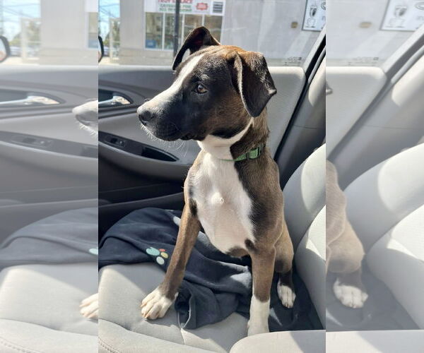 Medium Photo #13 Mutt Puppy For Sale in Mount Laurel, NJ, USA