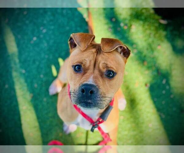 Medium Photo #3 American Pit Bull Terrier Puppy For Sale in Orlando, FL, USA