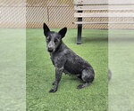 *SAPPHIRE - Female Texas Heeler Dog for Adoption - Small photo