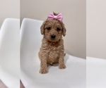 Small Photo #1 Australian Labradoodle Puppy For Sale in MACON, IL, USA