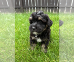 Small #3 Bernedoodle (Miniature)
