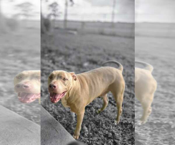 Medium Photo #3 American Pit Bull Terrier-Unknown Mix Puppy For Sale in Oakhurst, NJ, USA