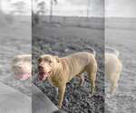 Small #2 American Pit Bull Terrier Mix