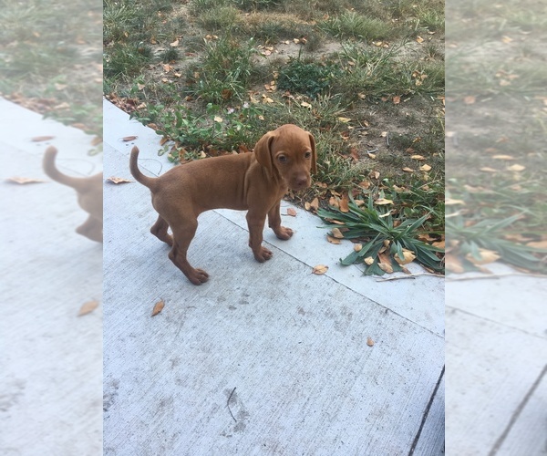 Medium Photo #4 Vizsla Puppy For Sale in ALLENDALE, MI, USA