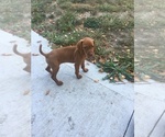 Small #3 Vizsla