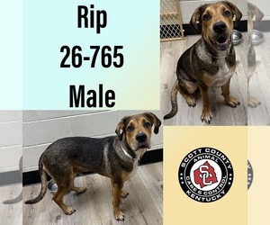Rottweiler-Unknown Mix Dogs for adoption in Georgetown, KY, USA