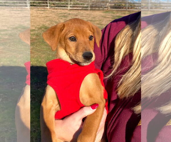 Medium Photo #4 Doberman Pinscher-Unknown Mix Puppy For Sale in Unionville, PA, USA