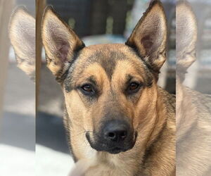 Australian Shepherd-German Shepherd Dog Mix Dogs for adoption in SHERBURNE, NY, USA