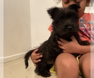 Scottish Terrier Puppy for sale in SAN DIMAS, CA, USA