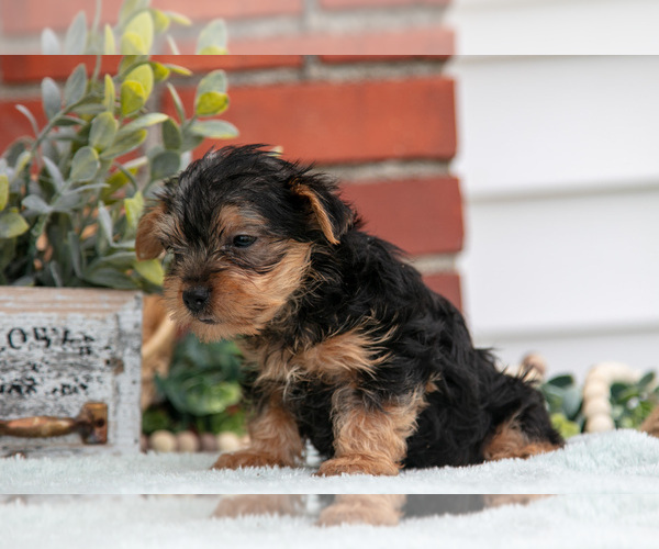 Medium Photo #21 Yorkshire Terrier Puppy For Sale in MONROE, IN, USA