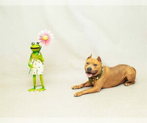 Mutt Dogs for adoption in Sanford, FL, USA
