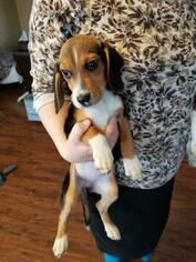 Beagle Puppy for sale in ATHOL, ID, USA