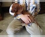 Small Photo #5 Dachshund Puppy For Sale in OWEN, WI, USA