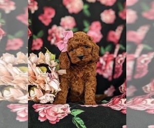 Goldendoodle (Miniature) Puppy for sale in COCHRANVILLE, PA, USA