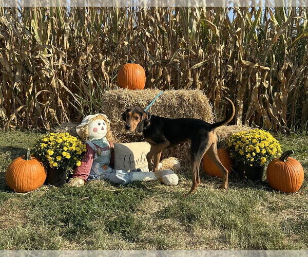 Medium Photo #9 Mutt Puppy For Sale in Evansville, IN, USA