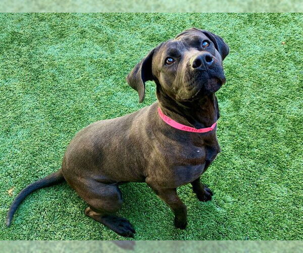 Medium Photo #2 Mutt Puppy For Sale in Moreno Valley, CA, USA