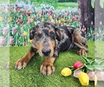 Small #7 Catahoula Leopard Dog
