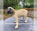 Small #13 Mastiff
