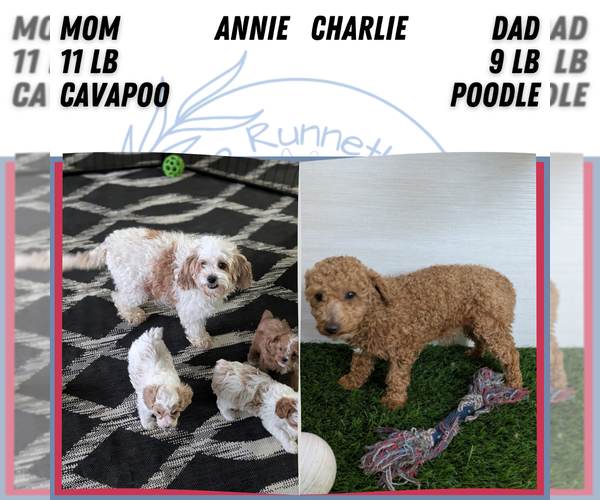 Medium Photo #27 Cavapoo (Miniature) Puppy For Sale in GOSHEN, IN, USA
