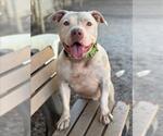 Small #2 American Pit Bull Terrier
