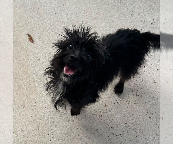 Medium Photo #1 Mutt Puppy For Sale in Oak Bluffs, MA, USA