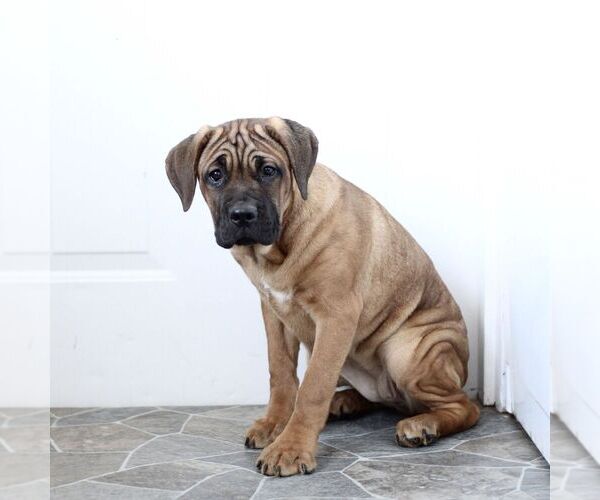 Medium Photo #2 Cane Corso Puppy For Sale in CHRISTIANA, PA, USA