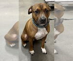 Small Boxer